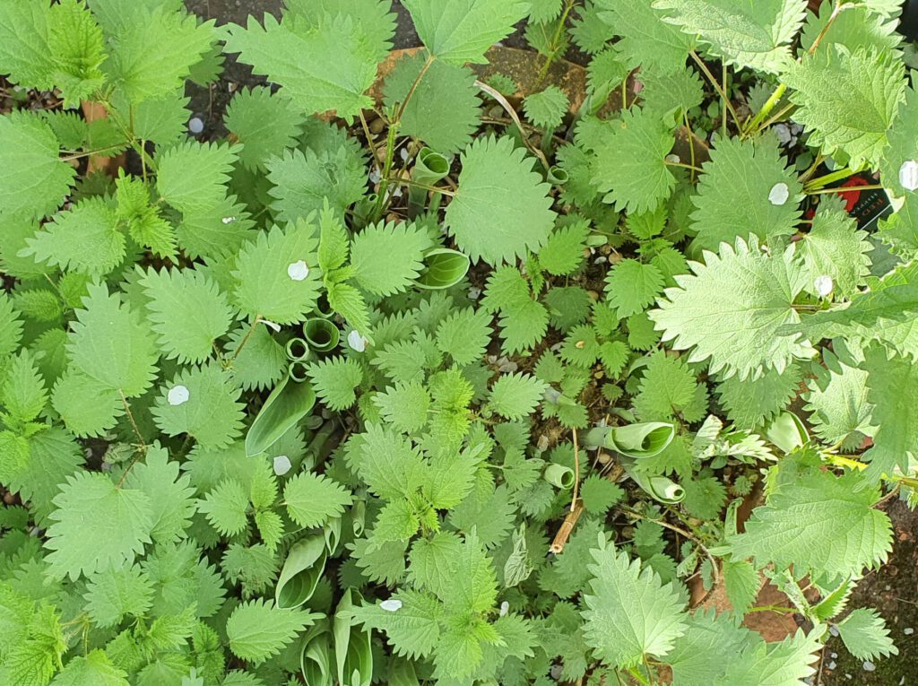 Brennnesel breiten sich im Garten selbst aus. Diese Pflanze ist auf der Terasse im Kübel gewachsen.