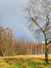 Vogel-Natur