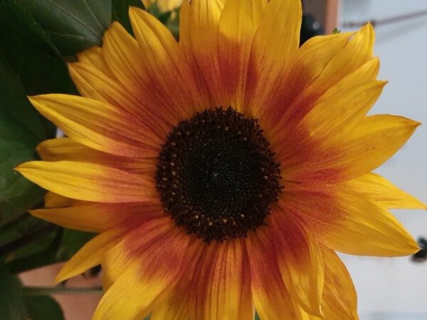 So herrlich blühen die Sonnenblumen im Herbst auf dem Ackerfeld.