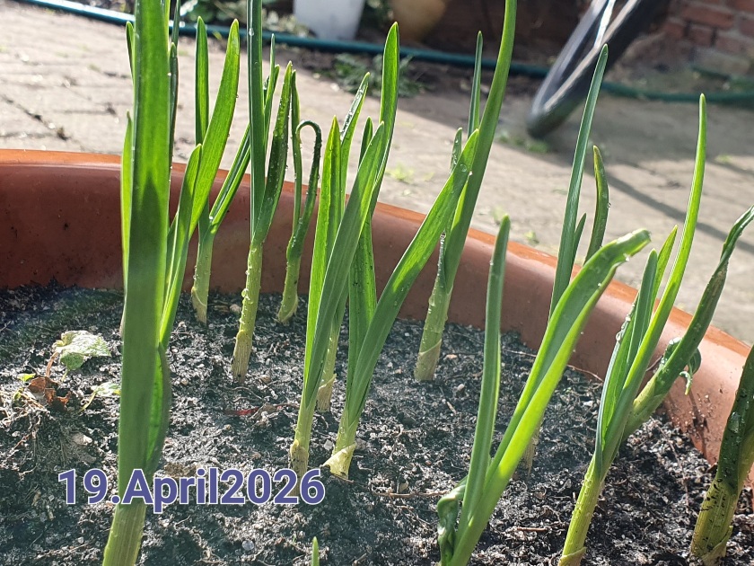 Aus einer Knoblauchzehe gewachsen, am 11. März gepflanzt, jetzt am 19. April haben sich grüne Blätter gebildet, die man gut essen kann.